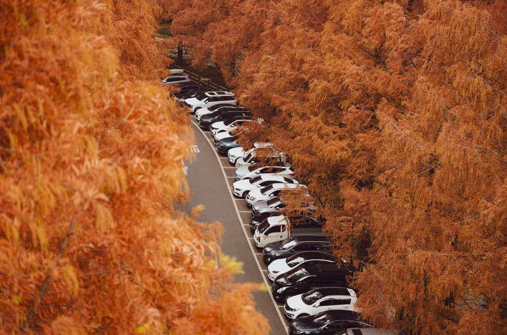 A driveway with parked cars in late autumn